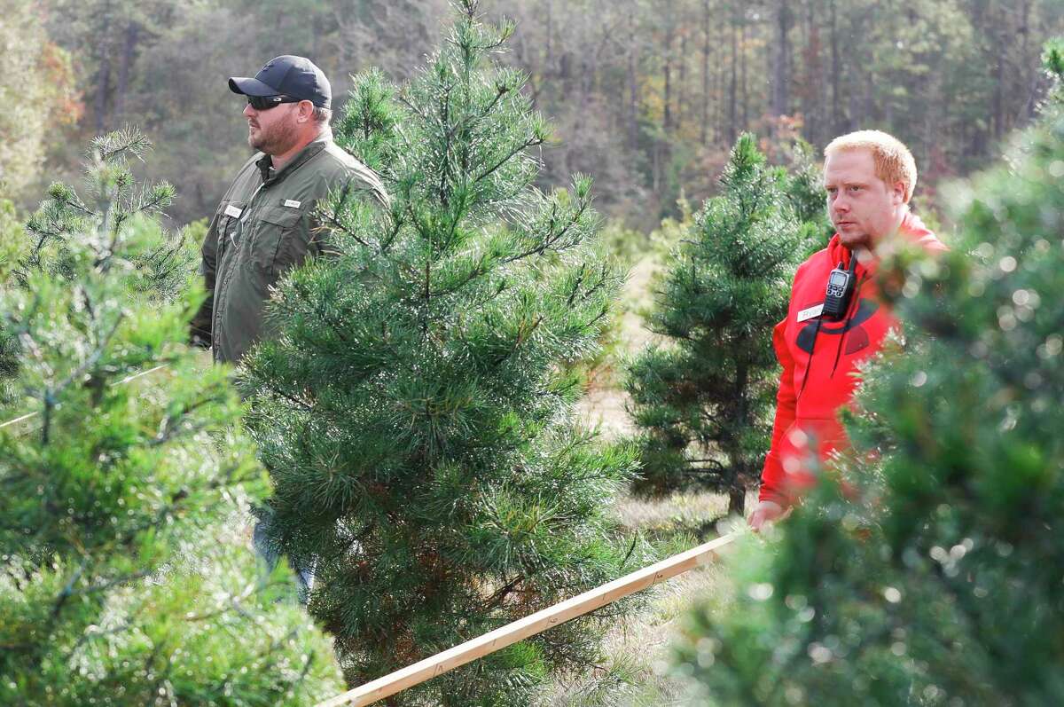 Keith Bullock, left, and Ryan Vandergriff walk through Virginia Pine trees at at Oh What Fun It Is Christmas Tree Farm to take inventory of what height of trees are left, Tuesday, Dec. 7, 2021, in Willis. Owners Brian and Dawndra Bullock opened the farm for its first season in 2021 after purchasing 45 acres of land just outside Montgomery County five years ago. After clearing the land and planing seedlings, the farm has 8,000 trees over 17 acres in its first year.