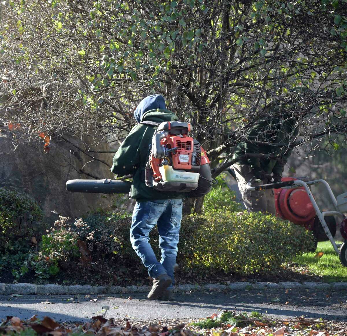 A worker for Signature Landscaping, in Norwalk, uses a gas-powered leaf blower during fall cleanup at a Wilton condo complex. Wednesday, November 23, 2022, Wilton, Conn.