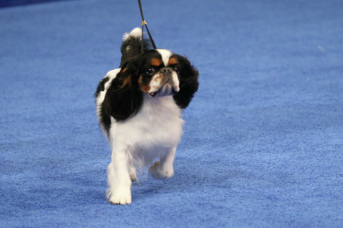 2022 National Dog Show Reserve Best In Show Winner, English Toy Spaniel named "Cooper."