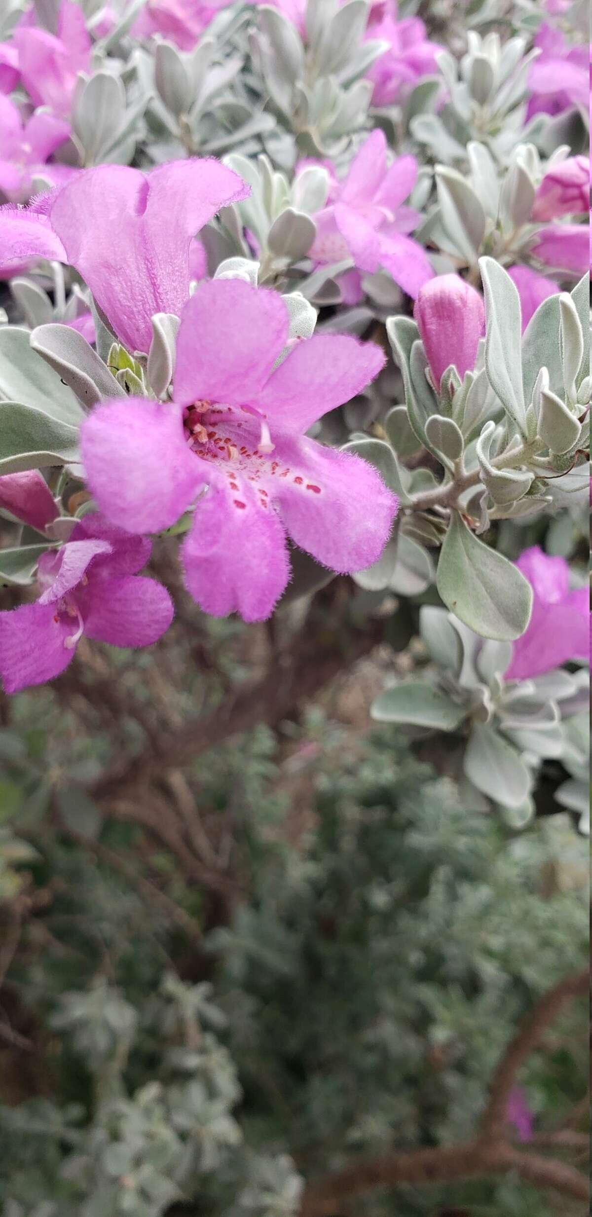 Jeff Floyd Can Texas sage really predict rain?