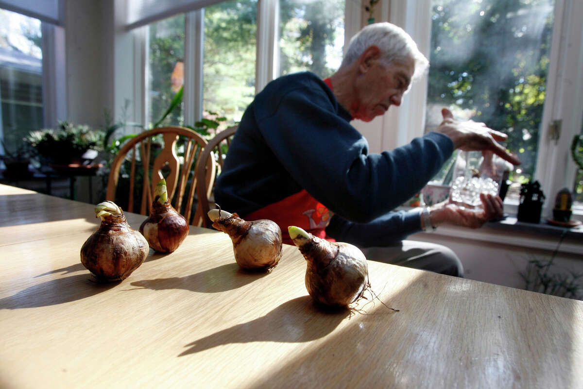 Paperwhite bulbs that are ready to be forced for the winter holidays sit on the table as Walt Fisher puts one in a glass container, October 30, 2008, at his Bryn Mawr, Pennsylvania home. (Charles Fox/Philadelphia Inquirer/MCT)