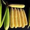 Producing sweet corn in Illinois will be more difficult in the future, according to Daljeet Dhaliwal, a former University of Illinois graduate research assistant and lead author on a study recently published in Scientific Reports.