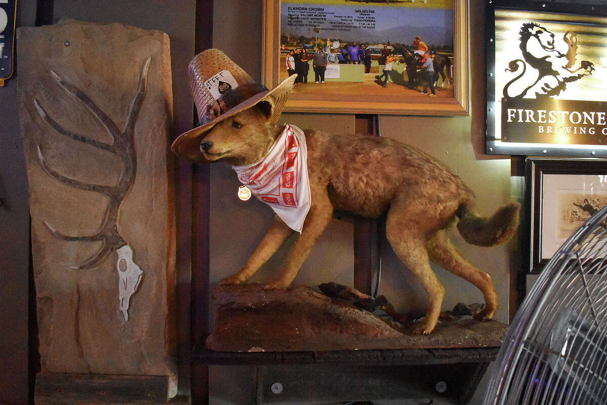 The mascot at the Elkhorn Bar in San Miguel, Calif., is a cowboy hat-wearing coyote. 