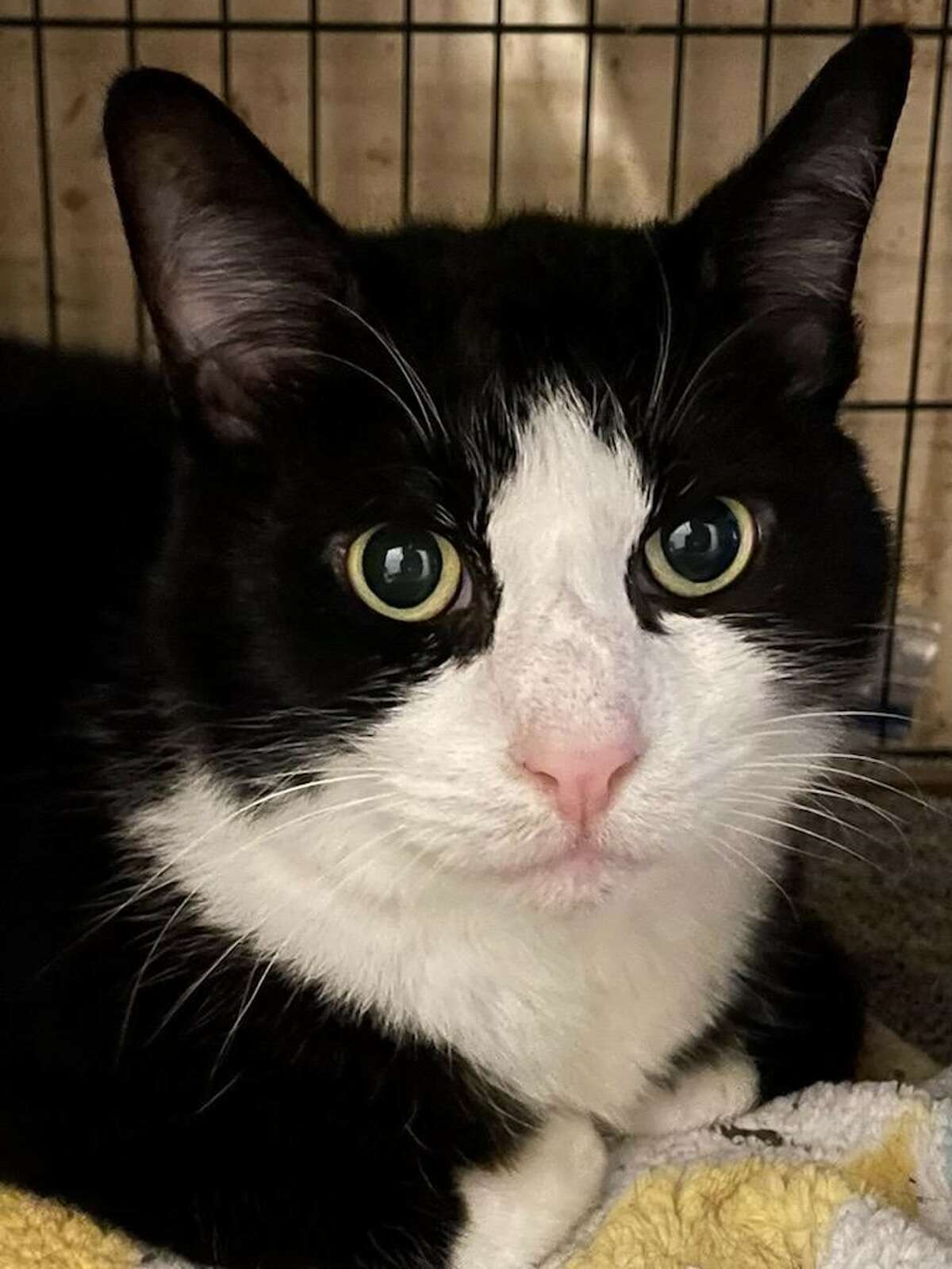 Abandoned by his owner and left to fend for himself, Socks the cat, originally from Poughkeepsie, is currently being housed with Wells Valley Cat Rescue in New Milford. Daubert's Cheesecakes is currently raffling a dozen cupcake size cheesecakes to raise money to help Socks' medical expenses.