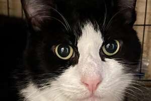 Abandoned cat gets help from New Milford community to find a home
