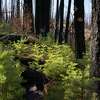 在加利福尼亚州格罗夫兰附近的斯坦尼斯劳斯国家森林，一种新的松树栖息地在边缘火灾后再生。