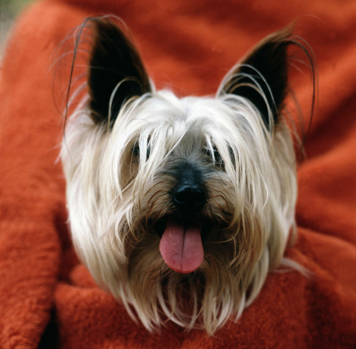 do dogs from different countries speak different languages