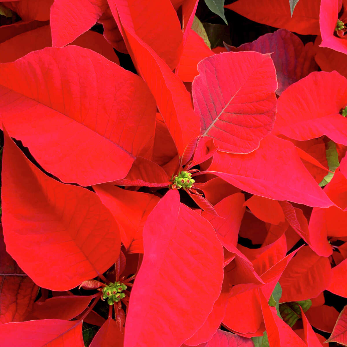 Poinsettias can be saved after the holidays if you protect them from freezing temperatures.