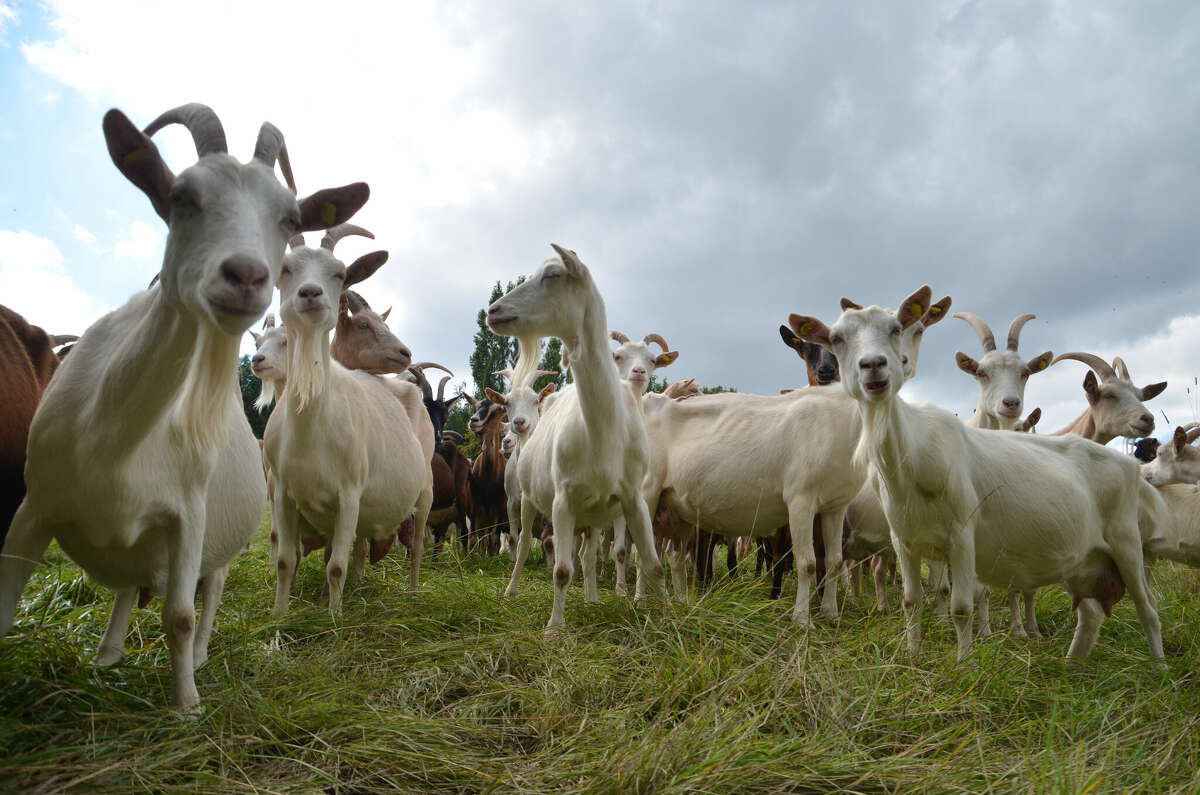 A herd of grazing goats.