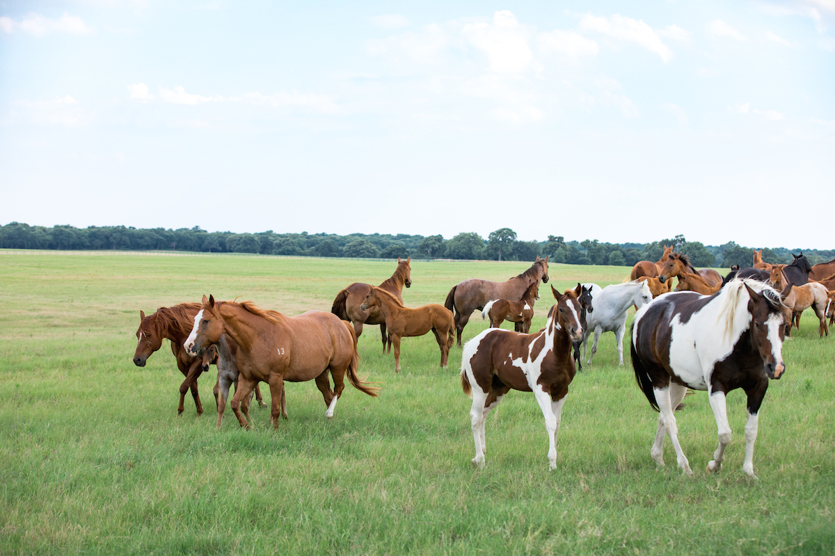 Terry Bradshaw's ranch could be yours for only 22.5M