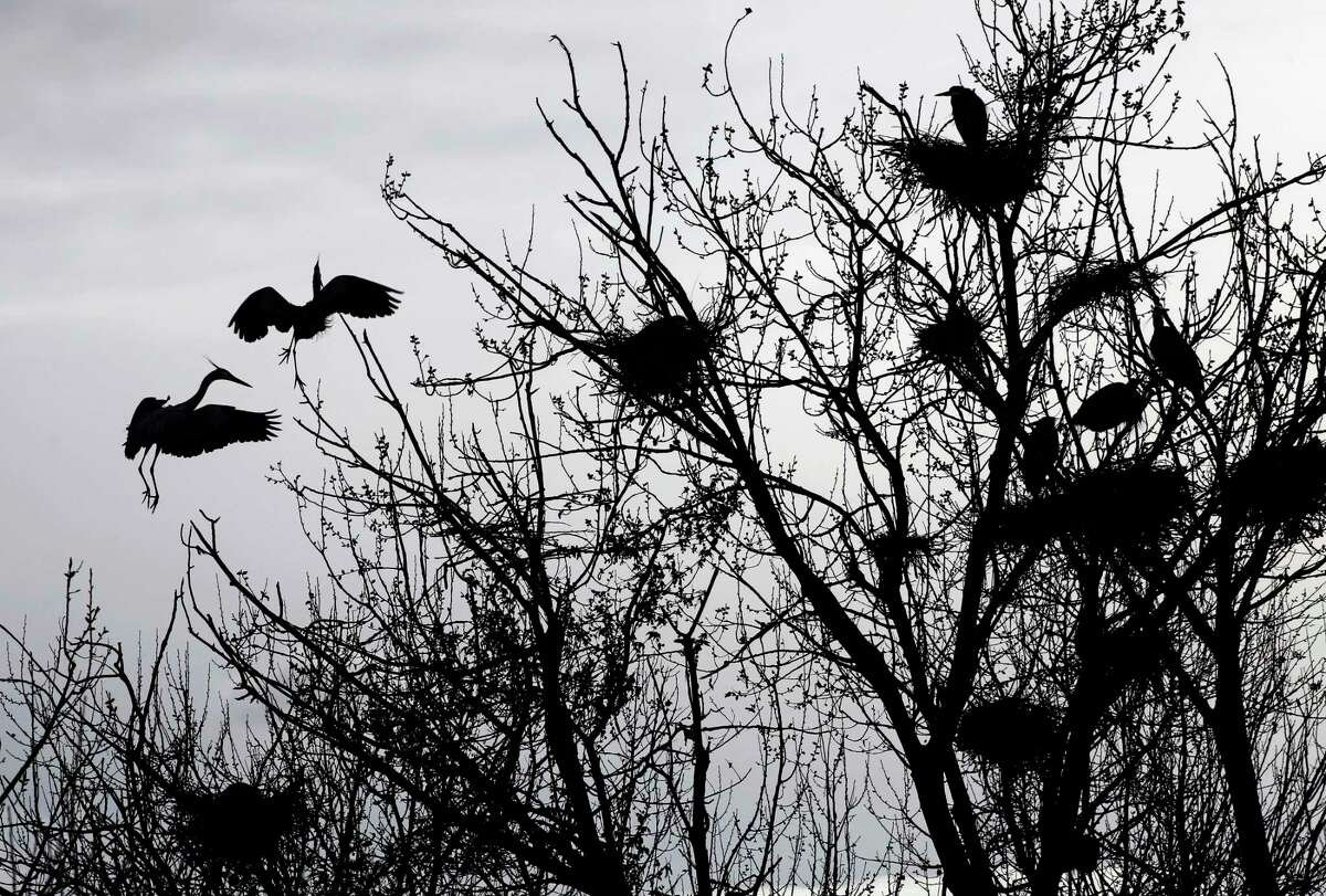 Birds nest in the trees near Shadow Cliffs Regional Recreation Area in Pleasanton in 2018. Emergency crews rescued a woman who was trapped in the mud at the park Saturday.