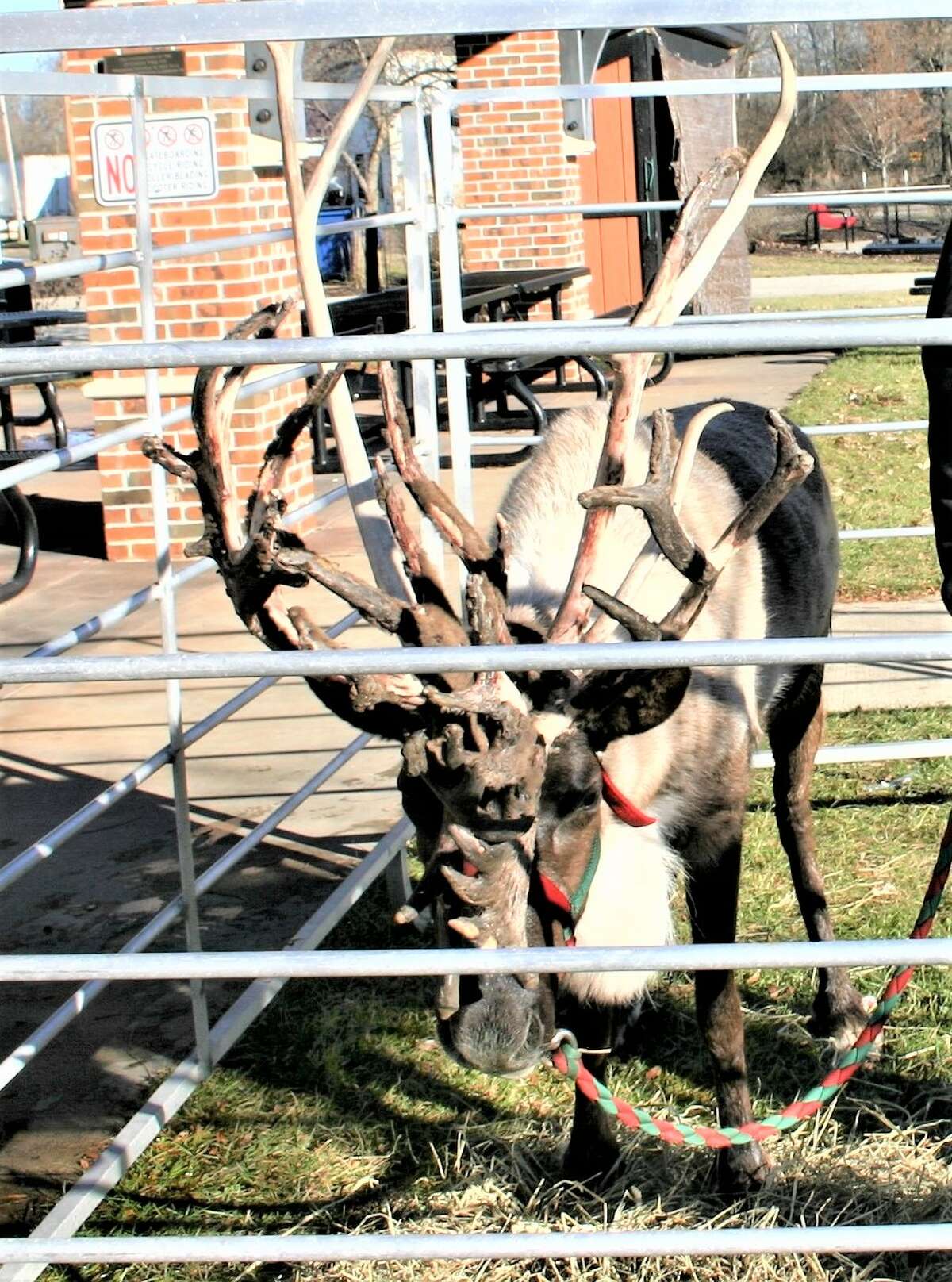 The annual Evergreen Festival in downtown Reed City kicked off the holiday season this past weekend with a holiday decorating contest, a lighted parade and visits with Santa and his reindeer.