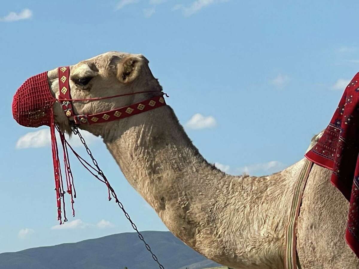 A camel stands by for photo opps near Göreme National Park in Cappadocia.