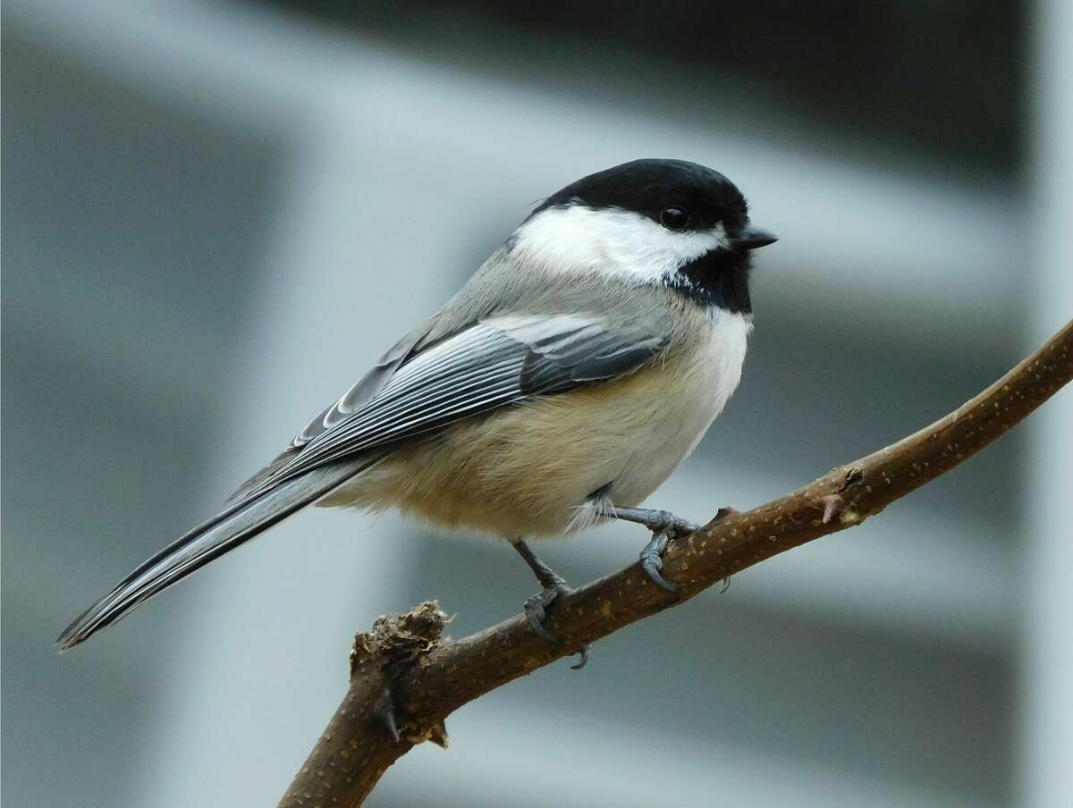 black capped chickadee