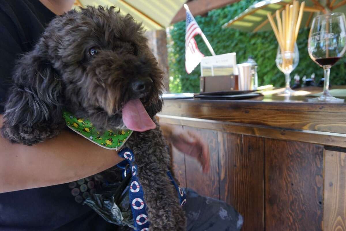 A dog sits on his owner's lap at Kunde Family Winery in Kenwood, CA. 