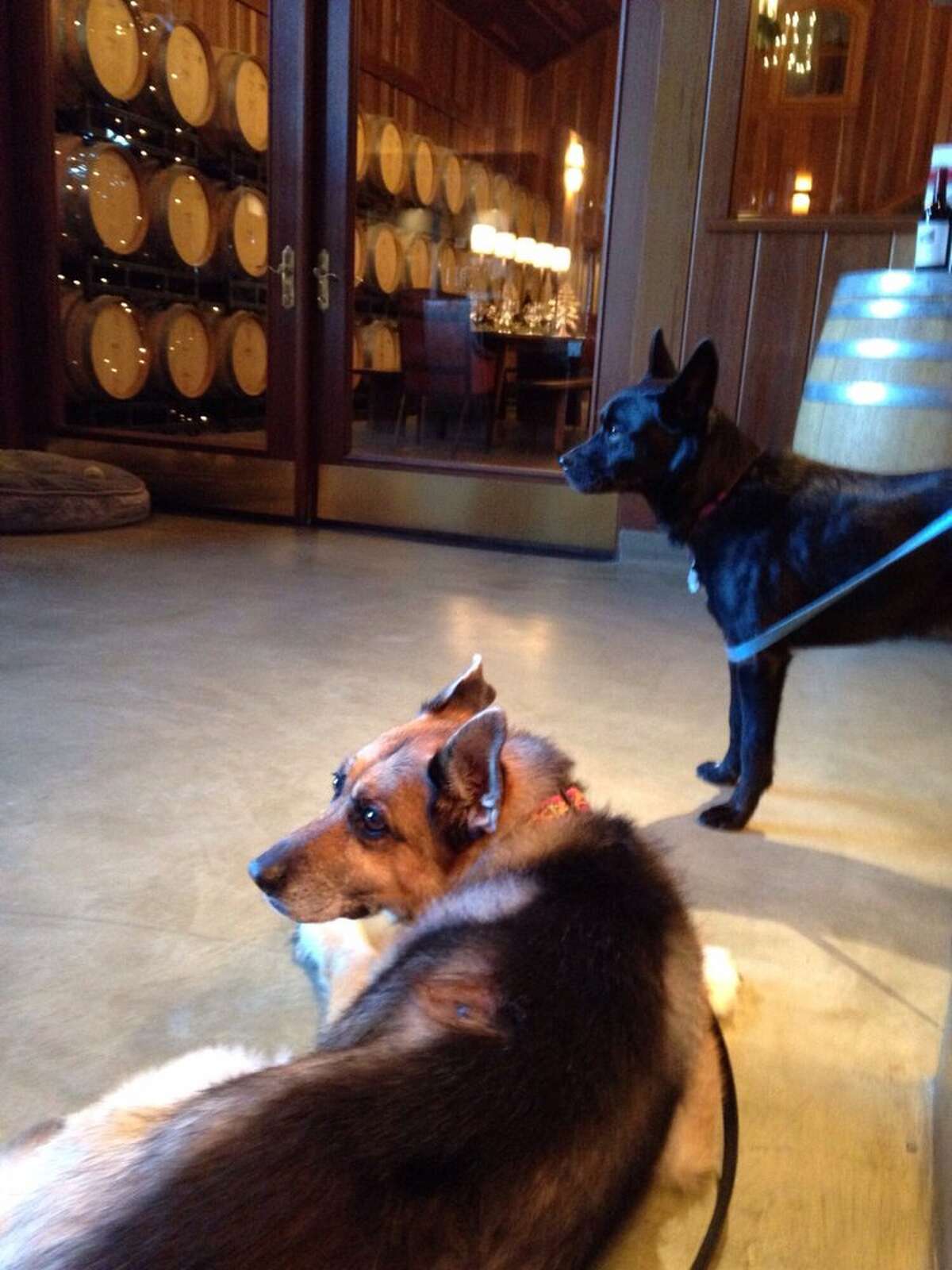 Two dogs join their owners for wine tasting at Lambert Bridge in Healdsburg, CA. 