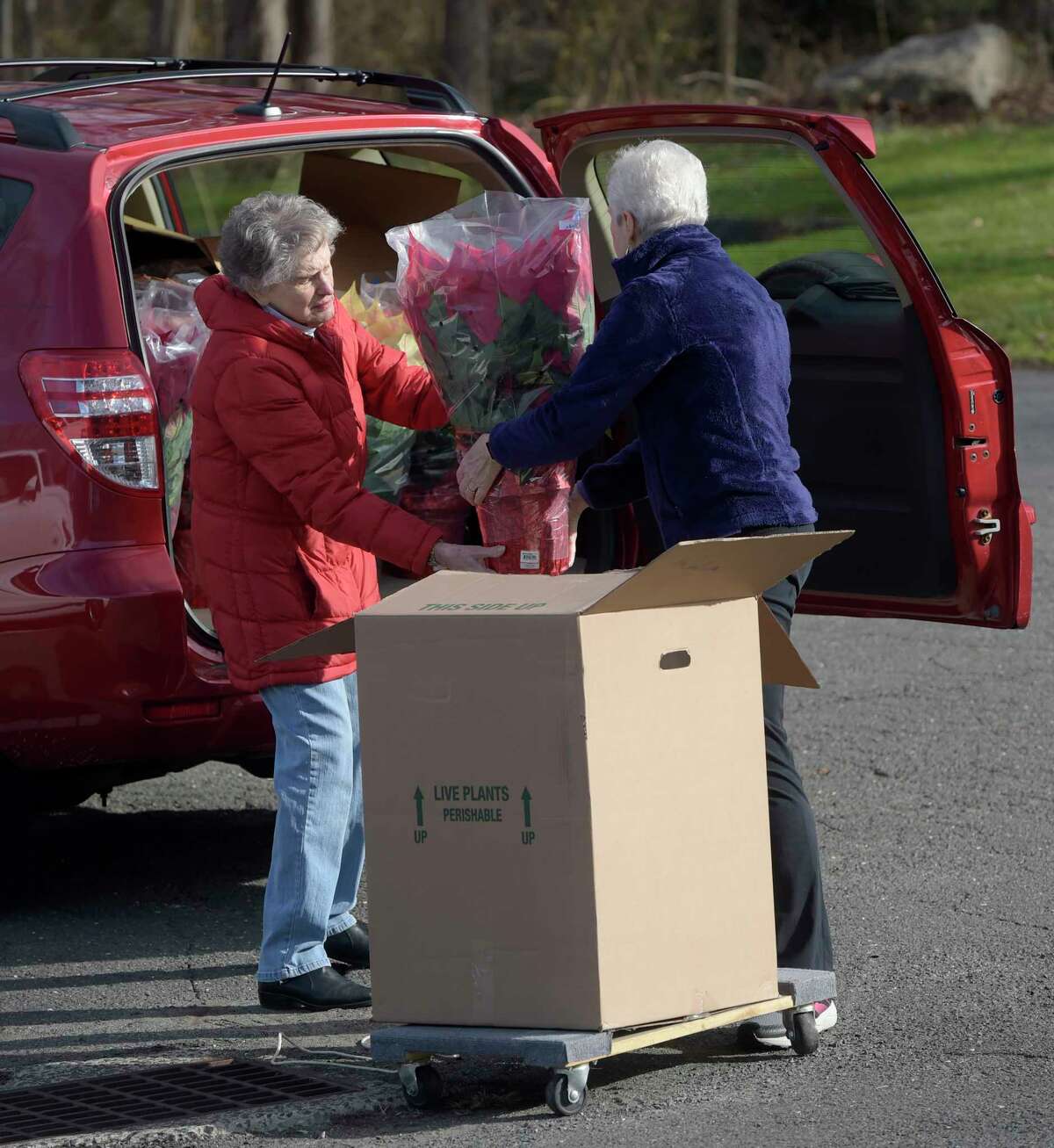 Mickie Sullivan, left, and Judi Fuller, both of Danbury, load Sullivan’s car so she can make deliveries for the Woman’s Club of Danbury/New Fairfield poinsettia sale. Members and volunteers were organizing the plants for delivery and pick-up at the Danbury Police Athletic League building on Tuesday, November 29, 2022. This is the first time the club has held this sale since 2019 due to COVID-19. All proceeds are distributed to area nonprofit agencies and awarded as high school scholarships. Danbury, Conn.