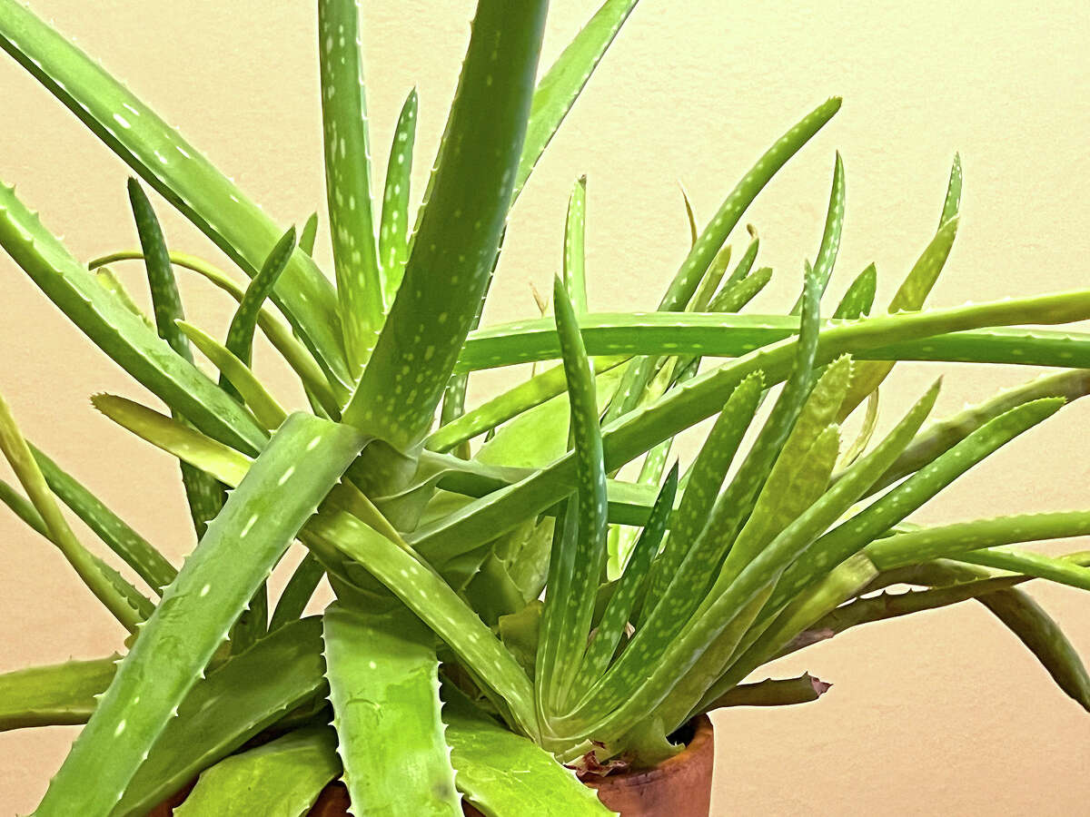 Aloe vera plants grow best in sunny windows, away from cold drafts.