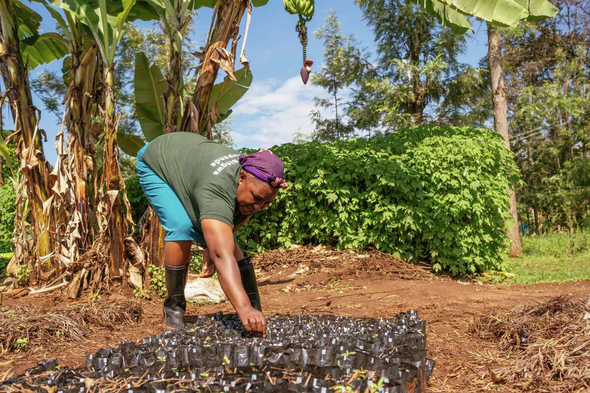 Supported by the One Acre Fund, Eunice Wambui Nguu works at her farm in Sagana, Kenya. On average, a family working with the project raises production by 45 percent.