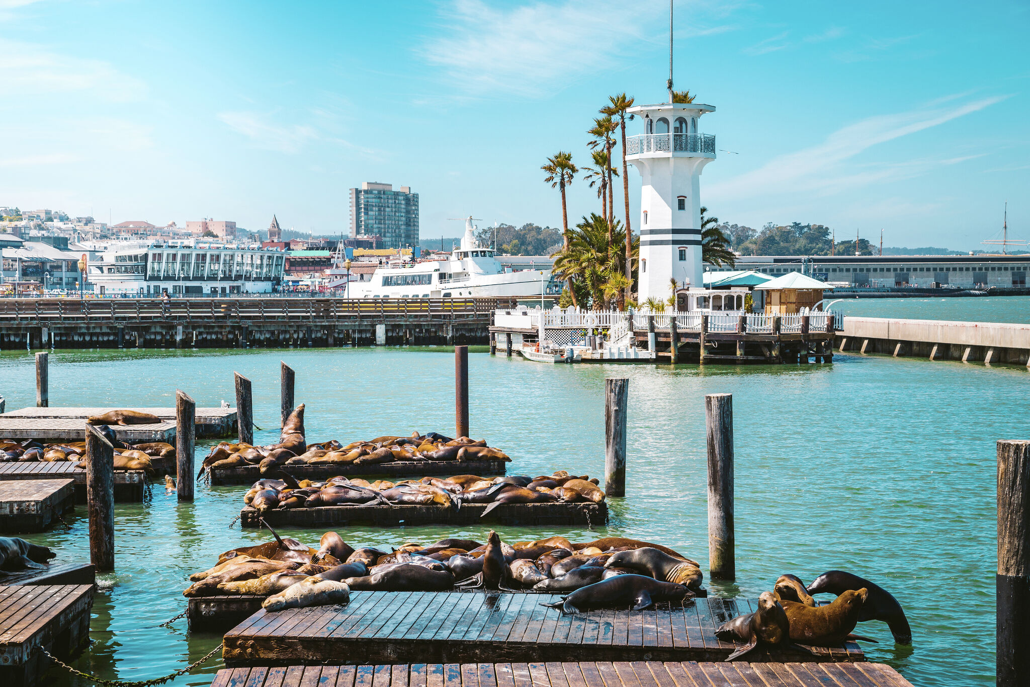 San Francisco's Pier 39 sea lions: Why they hang out here