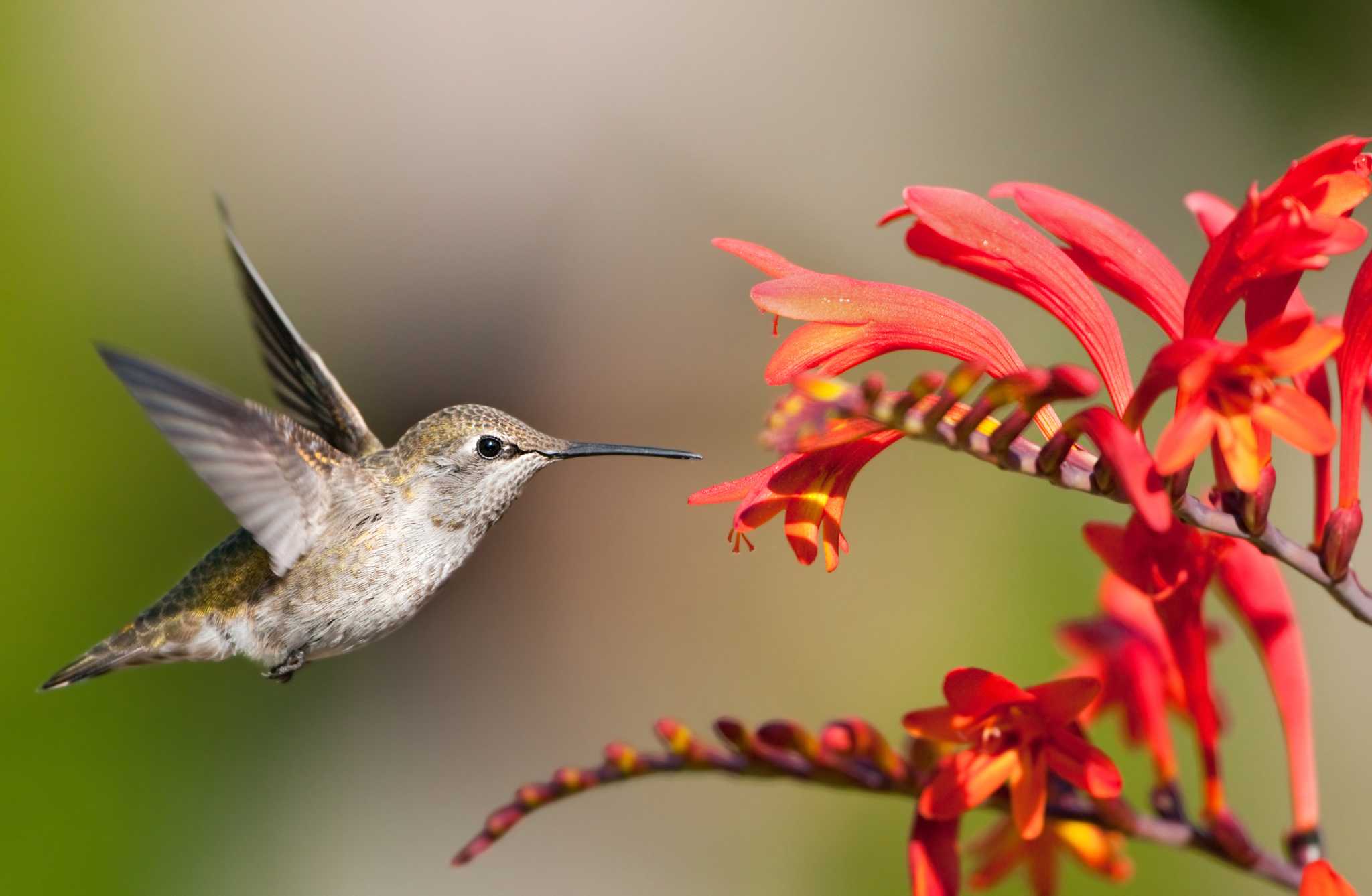 Texas A&M AgriLife agents offer answers to Houston garden questions