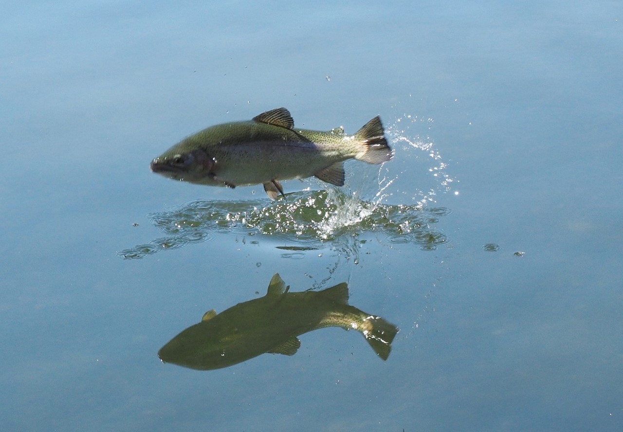 San Antonio rainbow trout stock dates, times and locations