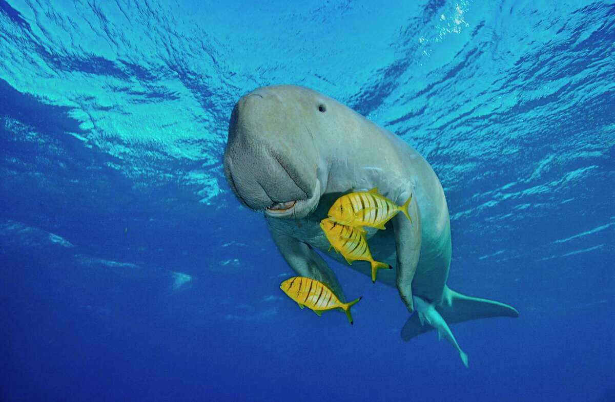 A Red Sea dugong is the closest living relative to now extinct Pacific sea cows.