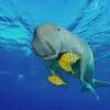 A dugong sea cow swims with golden pilot jacks in shallow waters in 2004 near a Marsa Alam, Egypt, in the Red Sea. The creatures are the closest living relative of an extinct 4-ton sea cow that once roamed the Pacific Coast.