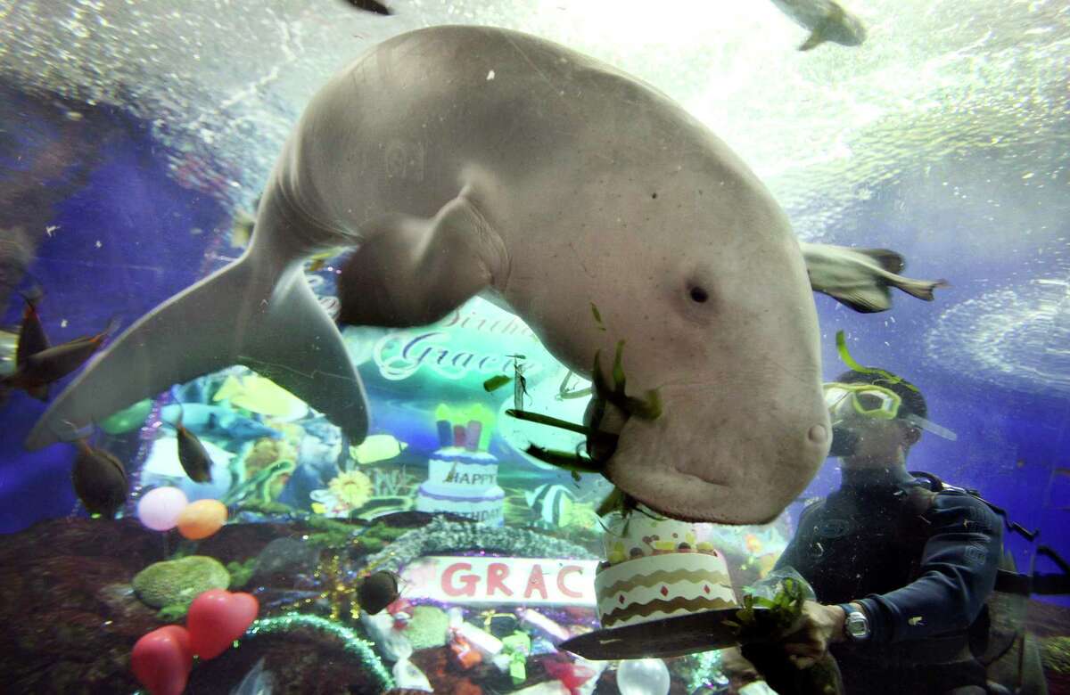 A marine mammal trainer in Singapore presents a sea cow known as a dugong with a cake covered with seagrass at the Singapore Underwater World. The dugong is the closest living relative to the Steller’s sea cow, which once roamed the Pacific Coast but is now extinct.