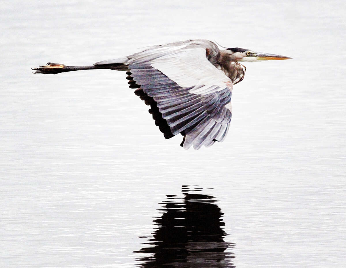 On a cloudy and cool second to last day of summer, a Great Blue Heron cruises just a few feet over the water of Greenwich Cove off Greenwich Point, Conn., Friday, Sept. 21, 2018. The National Weather Service is forecasting some rain Saturday morning and then a sunny Saturday afternoon with temperatures in the 70s.