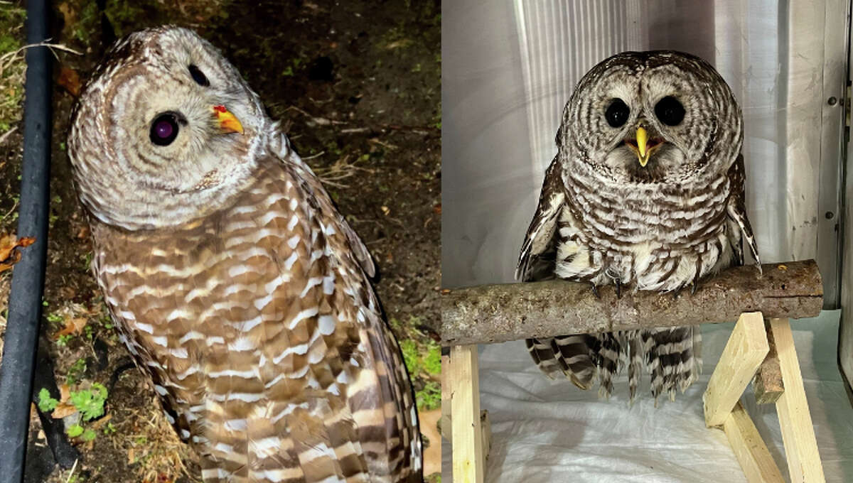 A barred owl rescued by Guilford's Jessica Hoover on Thanksgiving is expected to make a full recovery