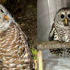 A barred owl rescued by Guilford's Jessica Hoover on Thanksgiving is expected to make a full recovery