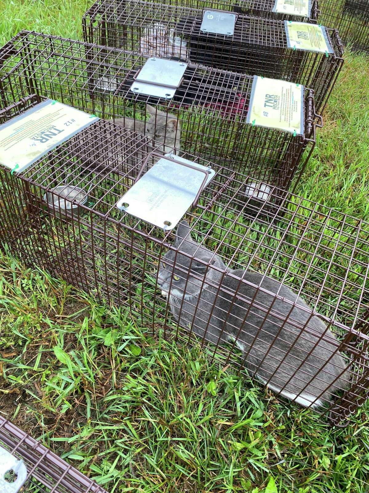 Mecosta County Trap, Neuter Release Program Fixes Over 120 Cats