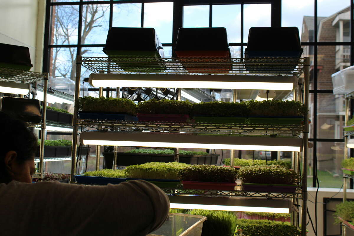The Hartford Plant Company operates in the Swift Factory. The company grows microgreens supplied to restaurants and other companies.