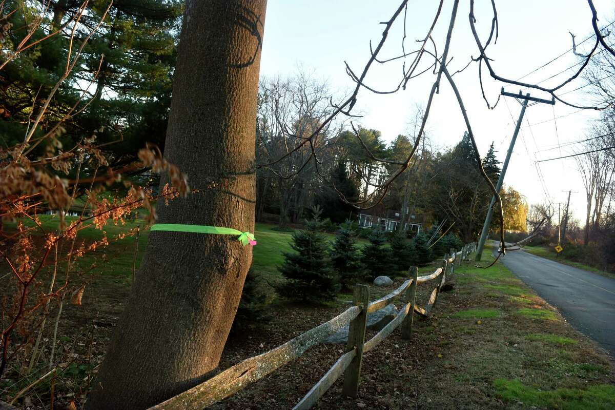 A tree on Mill Road in Madison slated for removal, photographed on Dec. 1, 2022.