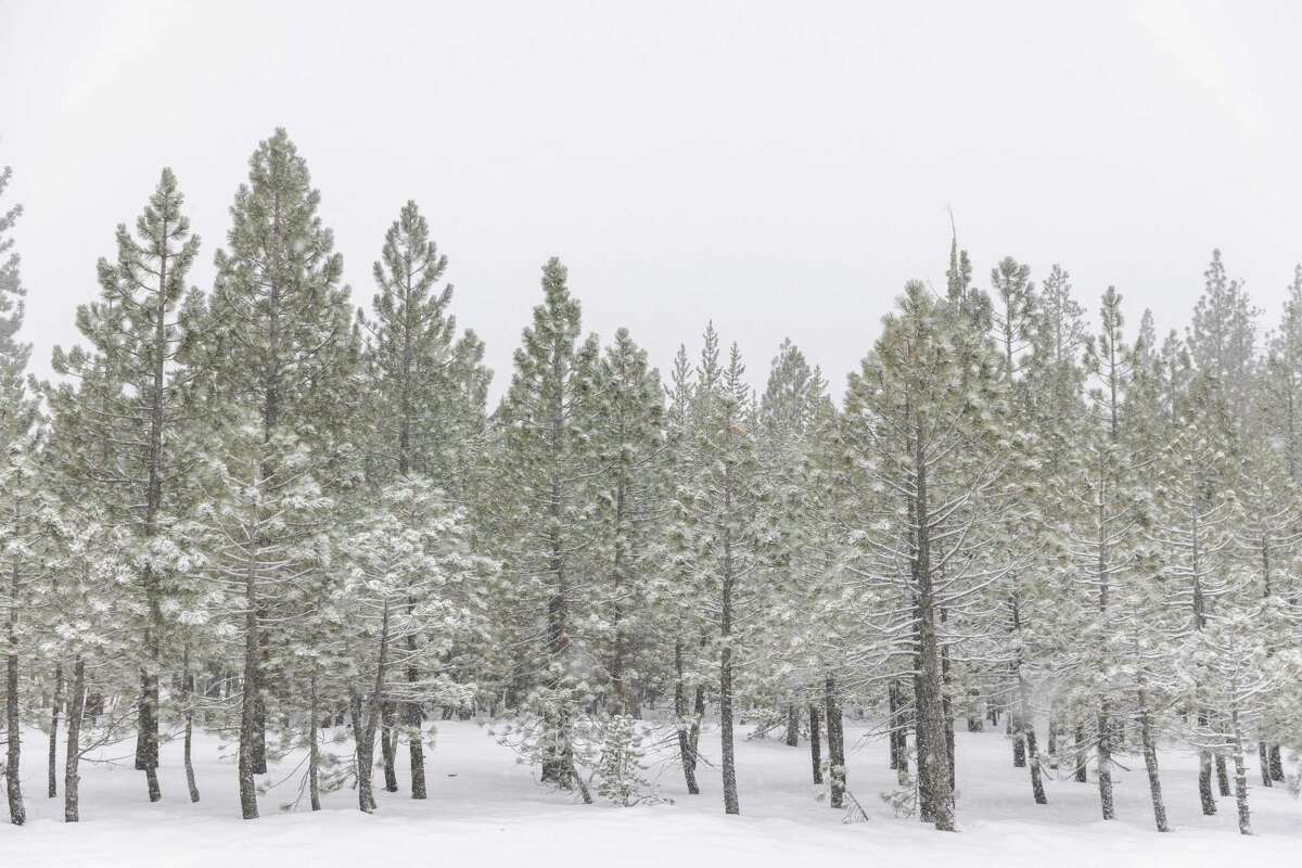 Snow begins to cover the trees in South Lake Tahoe, CA.