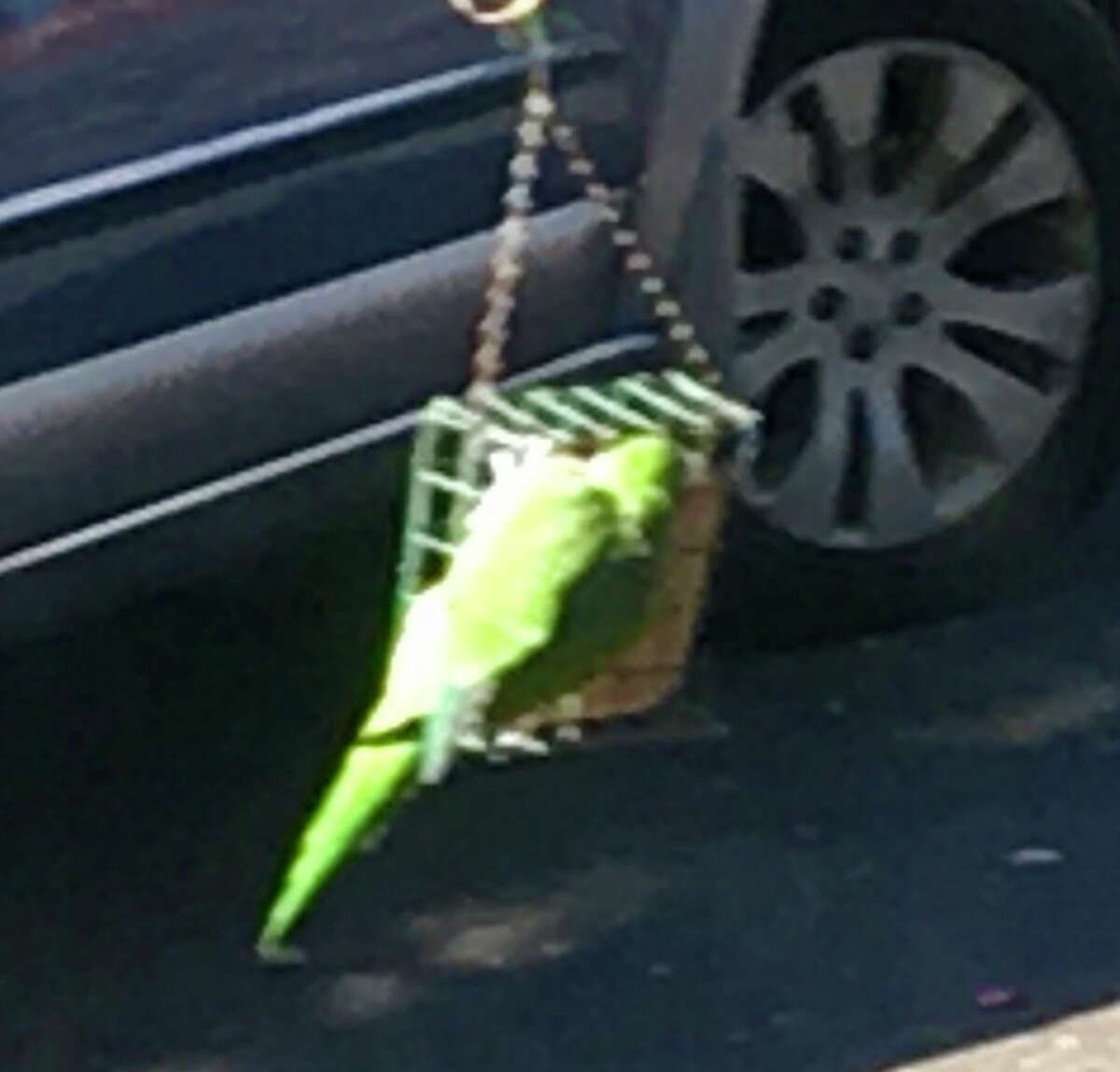 A bird suspected of being a monk parakeet has visited Bill Leukhardt's backyard in Danbury. 