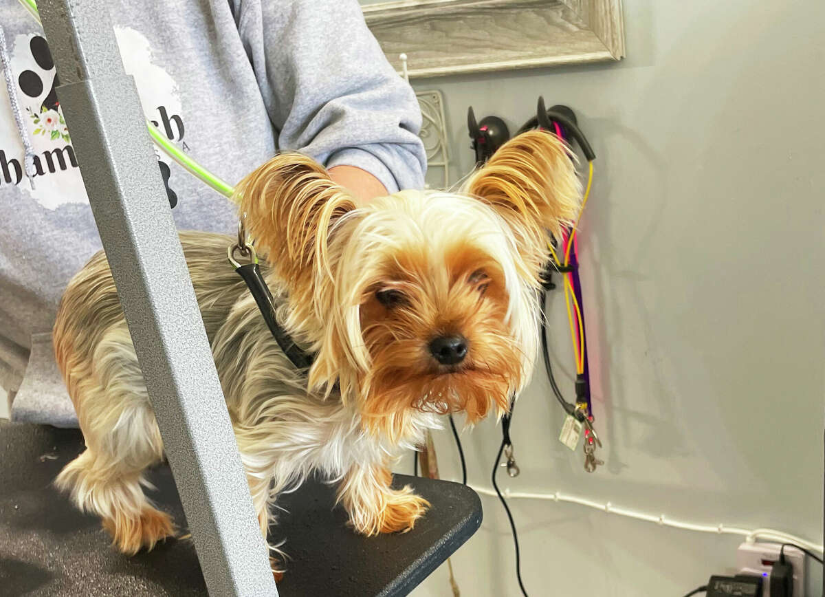 Middletown's Shampooch Paw Spa owner aims to pamper pets with massage