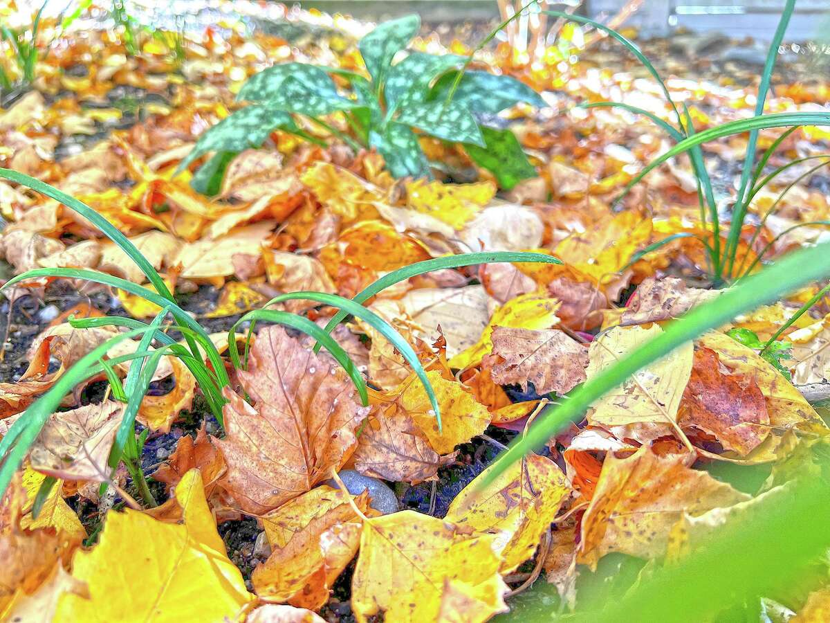 This Oct. 27, 2022, image provided by Jessica Damiano shows a thin layer of fallen leaves in a garden bed on Long Island, NY. They will decompose over winter to provide nourishment for existing and future plantings.