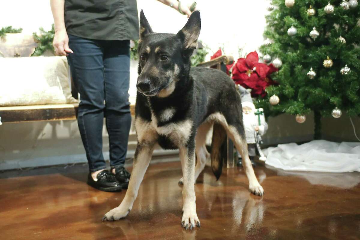 Zoe es una mezcla de pastor alemán. Tiene cuatro años y está disponible para adopción en el Centro de Adopción de Animales de Pasadena en 5160 Bourke Street en Pasadena.