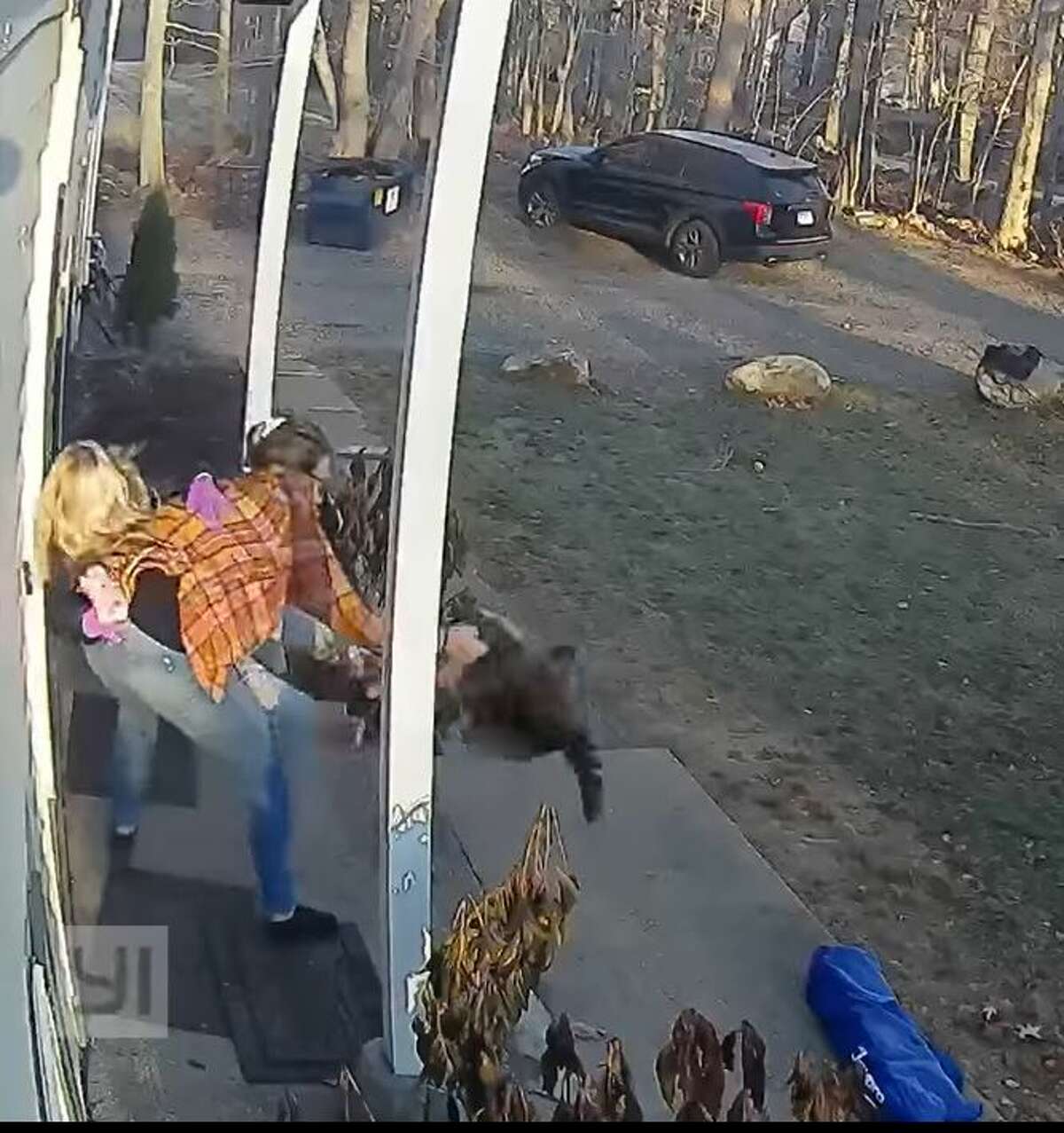 Logan Kelsey MacNamara pulls a raccoon off her daughter's leg in Ashford Friday morning. 