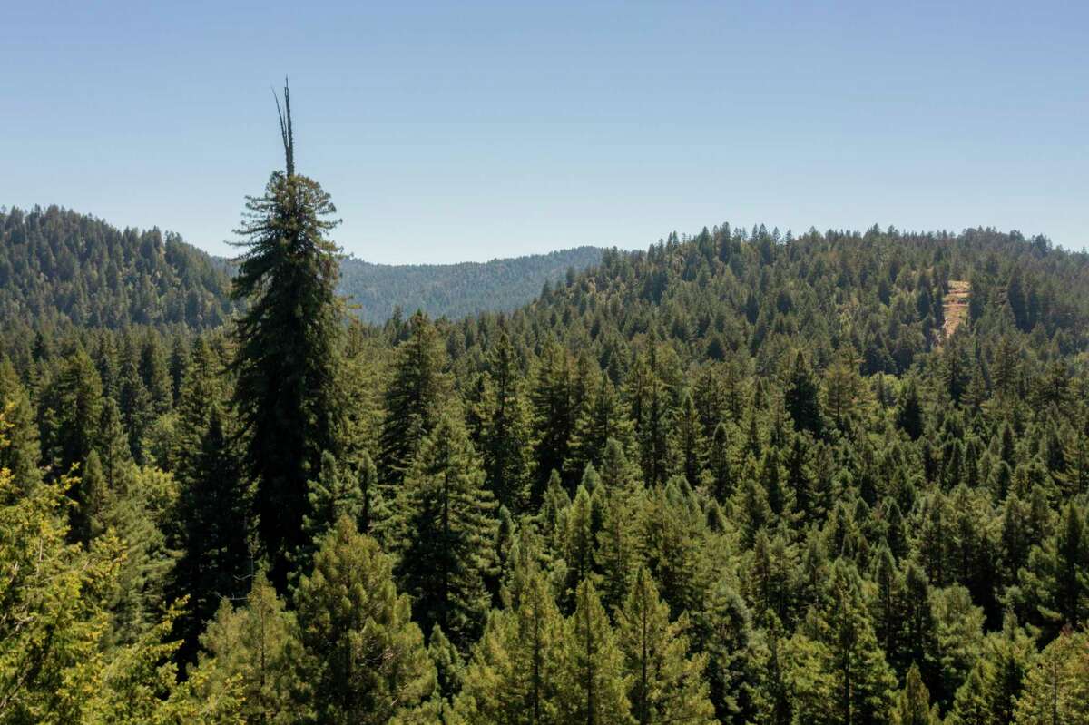 The Clar Tree is Sonoma County’s tallest redwood tree and is at the heart of a debate about logging.