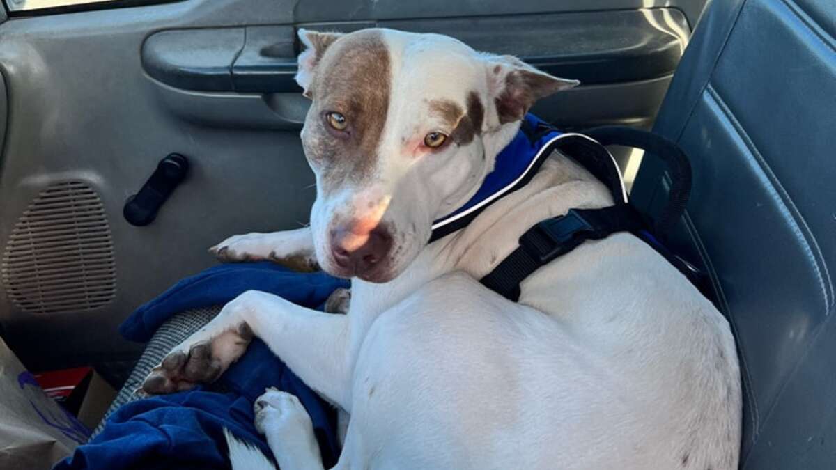 A dog managed to get behind the wheel of a truck that struck two other vehicles in a parking lot in Kilgore, Texas, on Thursday, December 1.