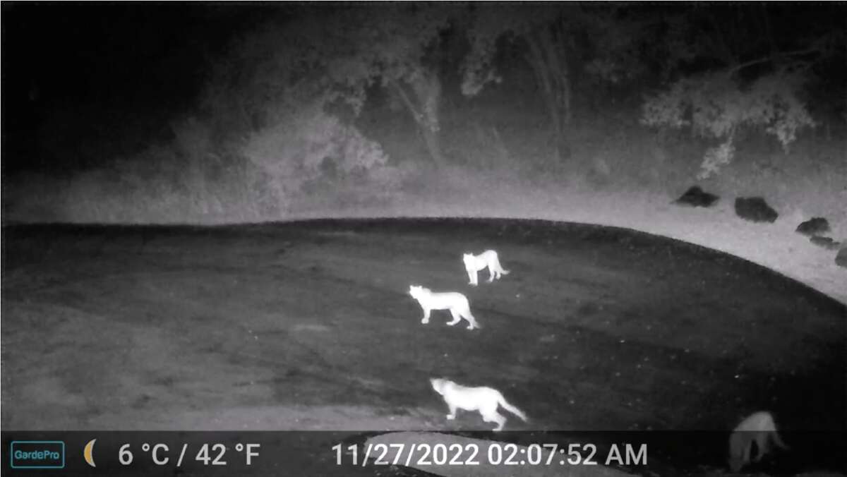 A trail camera captured a group of four mountain lions following behind a deer in Soquel. 