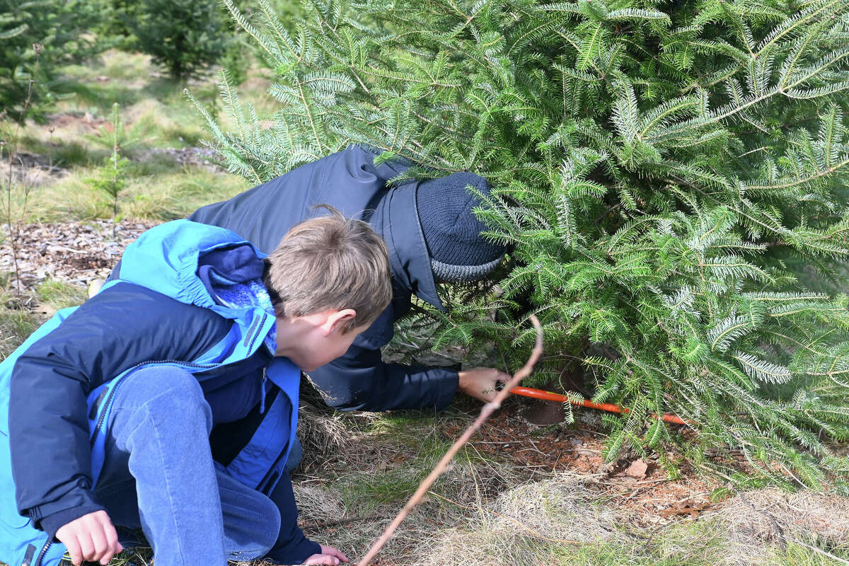 Are Christmas trees more expensive in CT and the U.S. this year?