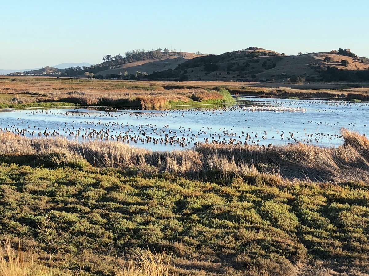 Birds wading at Coyote Hills Regional Park.