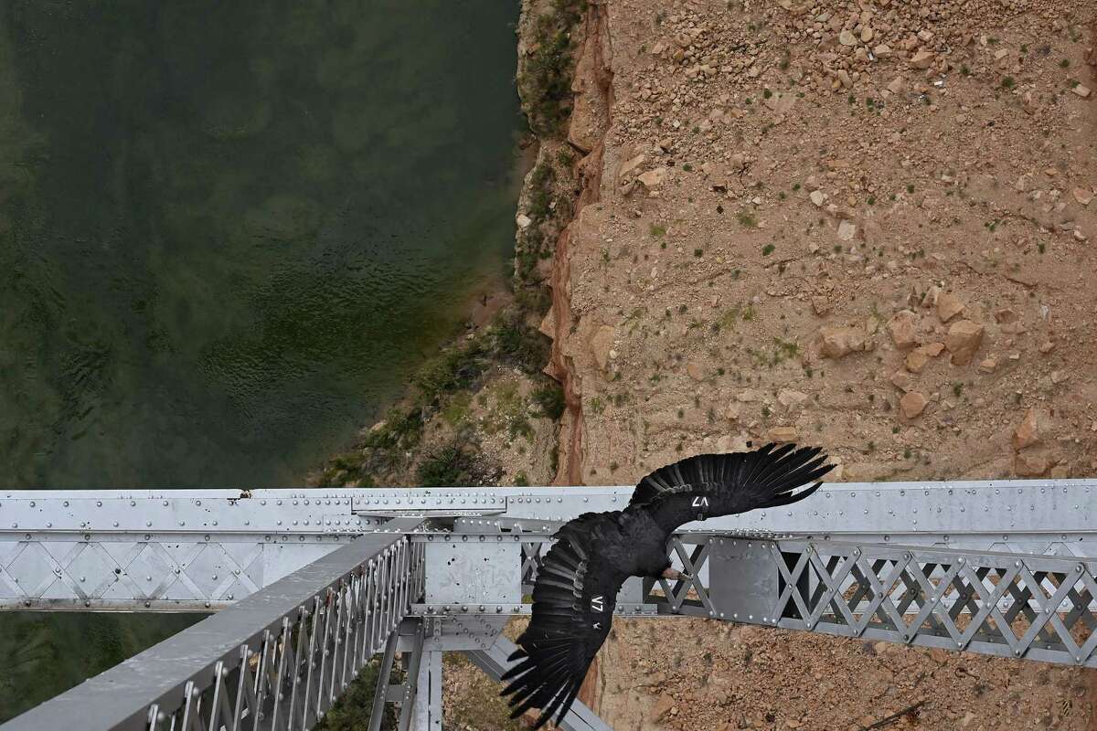 A California condor spreads its wings as it rests on the Navajo Bridge above the Colorado River in Marble Canyon, Ariz.