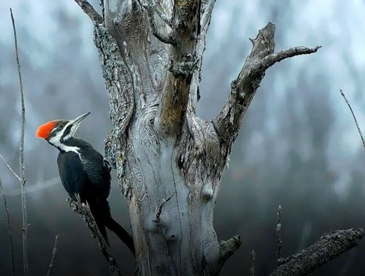 Wildlife Wednesday Pileated Woodpeckers 