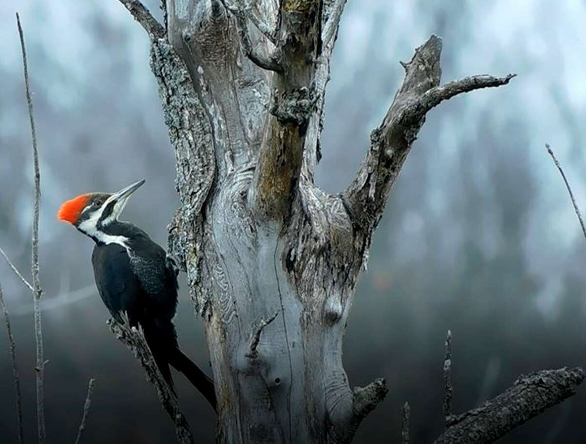 Wildlife Wednesday Pileated Woodpeckers