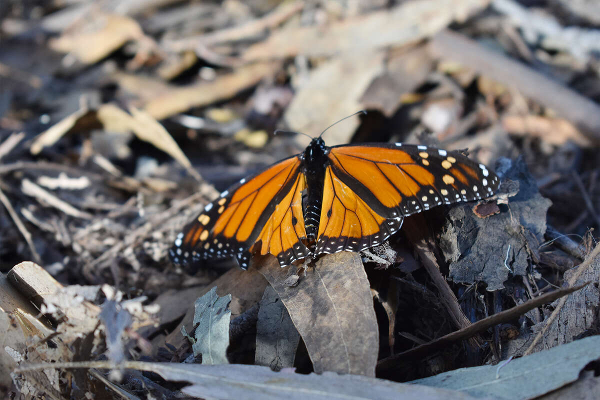 A butterfly comes to rest at the Pismo Beach Monarch Butterfly Grove, Nov. 30, 2022. The endangered western monarch is currently in the middle of a population surge and now through February is the time to see them before they migrate to Mexico.